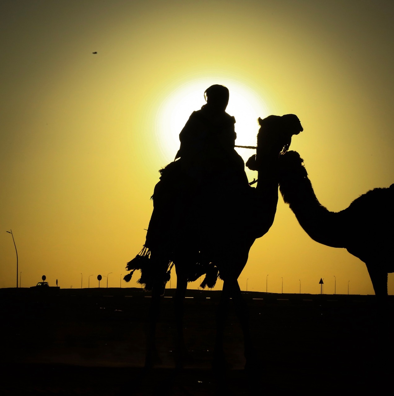 إدارة مهرجان الملك عبدالعزيز للإبل تسلم الفائزين في فئة الفردي جوائزهم