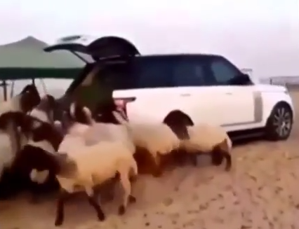 بالفيديو.. سعودي يملأ سيارته الـ”رنج” بالبرسيم والأغنام