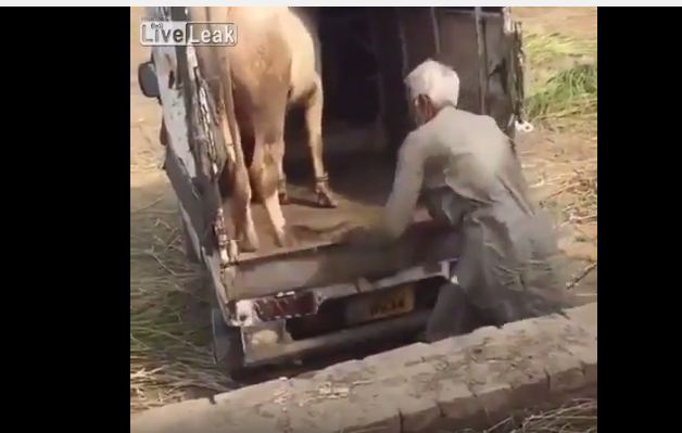 شاهد.. ركلة قاتلة من ثور هائج أثناء نقله تردي عجوزاً أرضاً