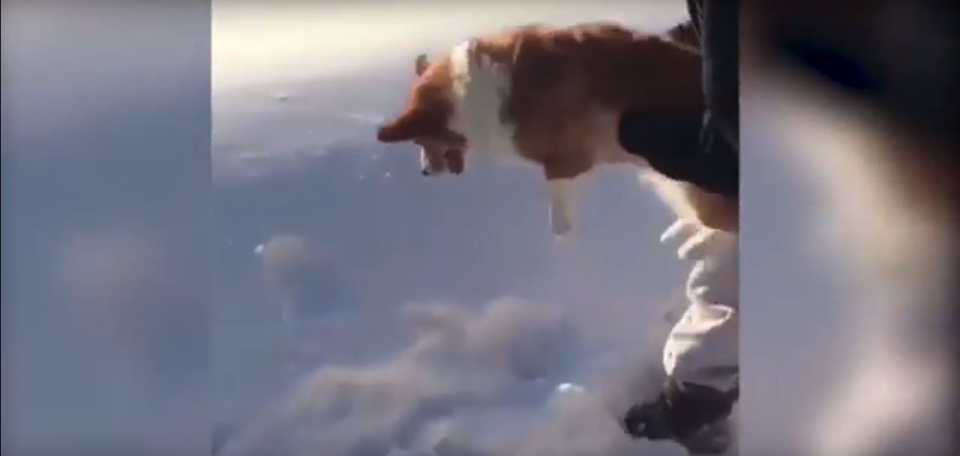 فيديو مرعب.. حقيقة إلقاء كلب صغير من الطائرة
