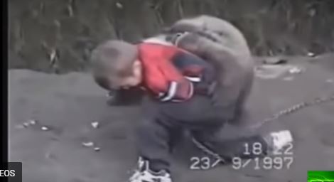 بالفيديو.. طفل في السادسة يصارع دبًا مفترسًا