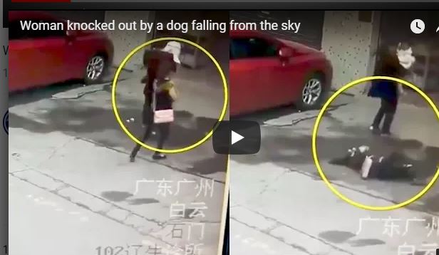 بالفيديو.. السماء تمطر كلابًا في بعض الأحيان