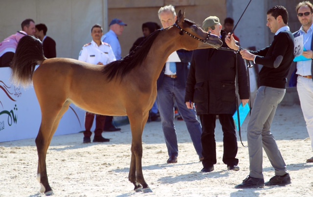 بطولة جمال الخيل العربية الاصيلة