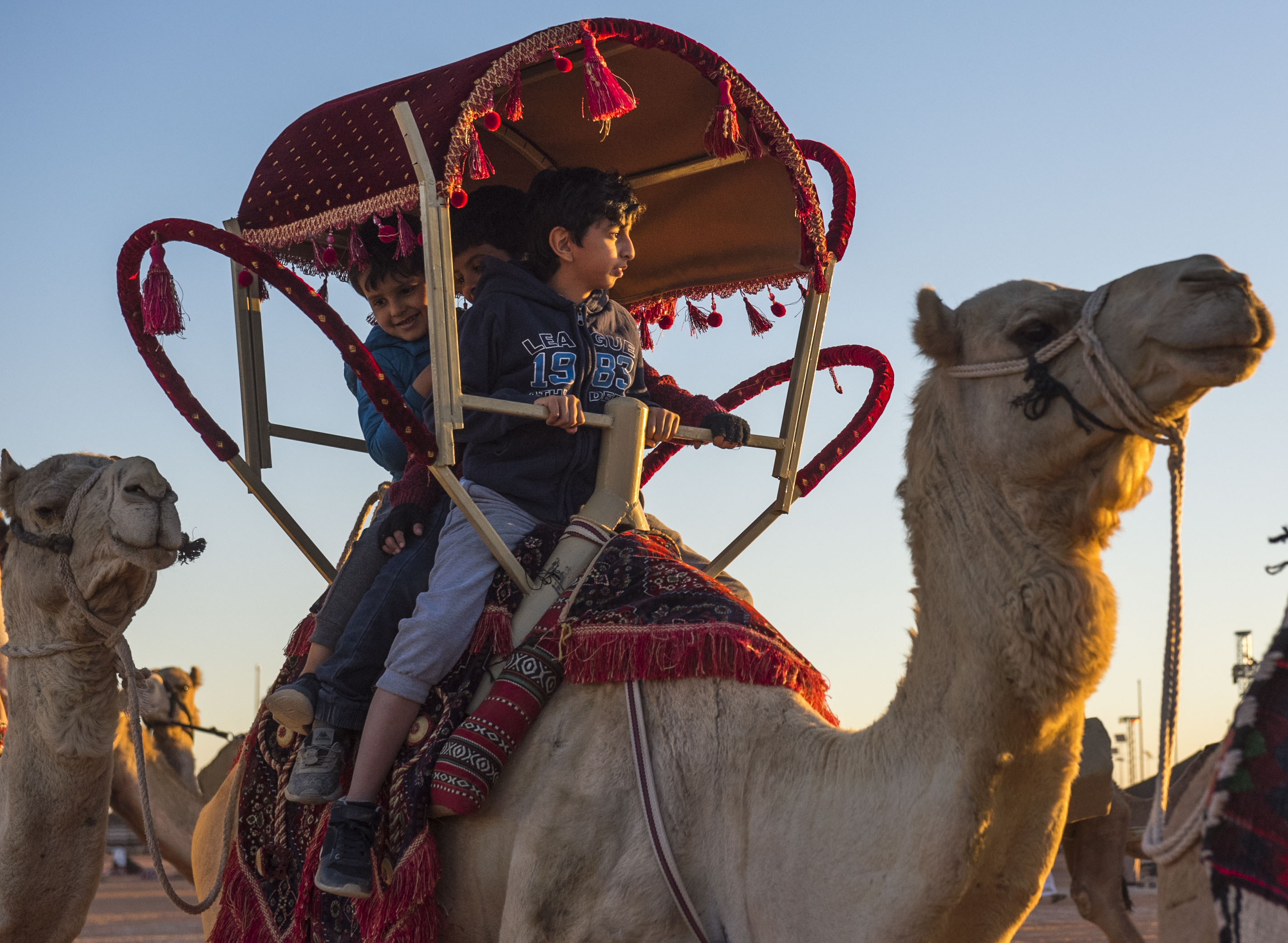 “المواطن” توثق بالفيديو والصور لحظات نادرة في مهرجان الملك عبدالعزيز للإبل