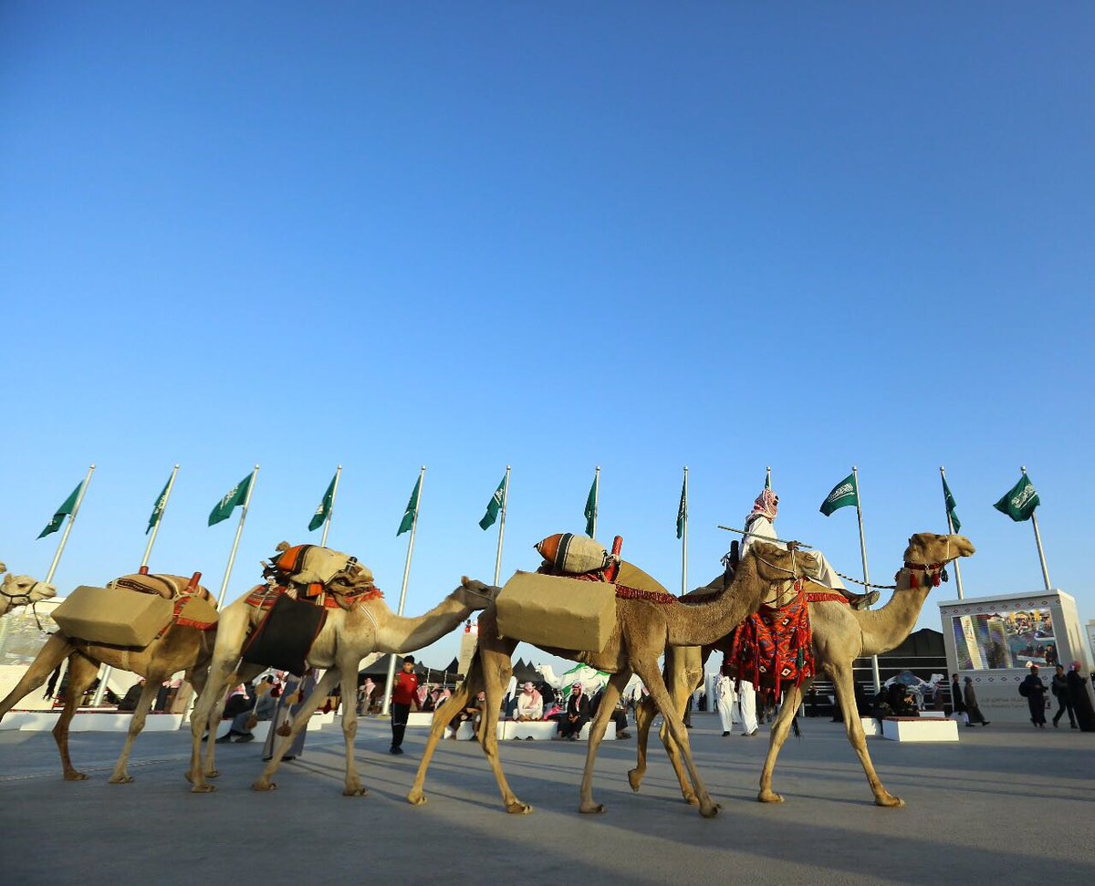 رشاقة الإبل عنصر إبهار يجذب زوّار مهرجان الملك عبدالعزيز