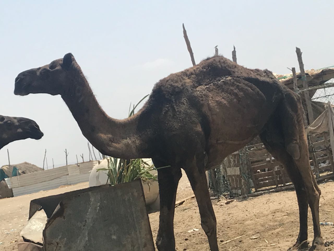 بالفيديو.. إبل مصابة بالجرب في ضمد جازان.. والأهالي: أين المسؤولون؟