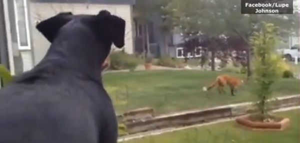 بالفيديو.. شاهد ردة فعل كلب من ثعلب يشاركه ألعابه