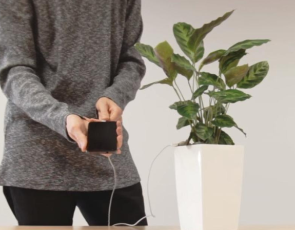 النباتات مصدر جديد لشحن الهواتف الجوالة