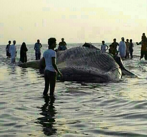 مصدر لـ”المواطن”: لا صحة لابتلاع حوت لعائلة بالقنفذة