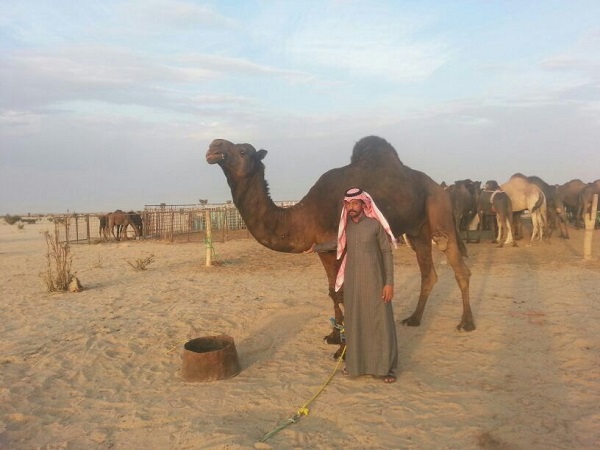 القحطاني: أتحدى الصحة أن تثبت علاقة الإبل بفيروس “كورونا”