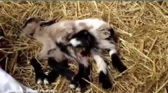 بالفيديو.. ولادة تيس بـ8 أرجل
