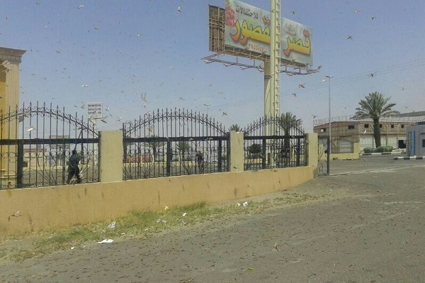 أسراب الجراد تهاجم شرقي محافظة خميس مشيط