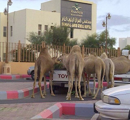 بالصورة.. سيارة محملة بالأعلاف تستوقف إبلاً سائبة بظهران الجنوب