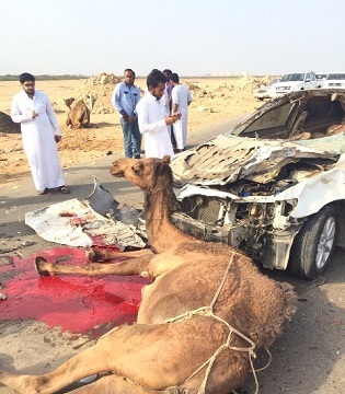 بالصور.. نجاة قائد مركبة إثر اصطدامه بـ12 ناقة