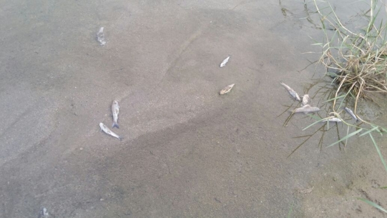 مقتل الأسماك جراء المبيدات في وادي العرج 