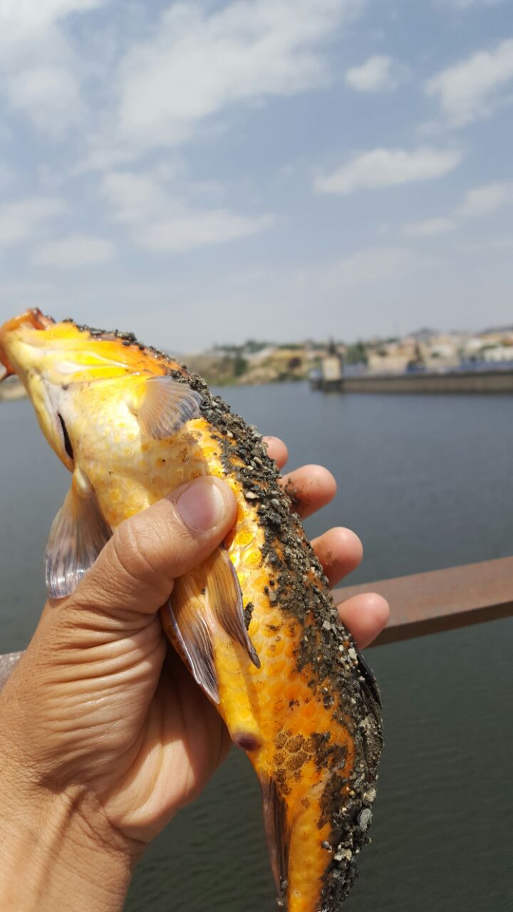 “المواطن” توثق بالفيديو والصور صيد أسماك نادرة في سدّ وادي أبها