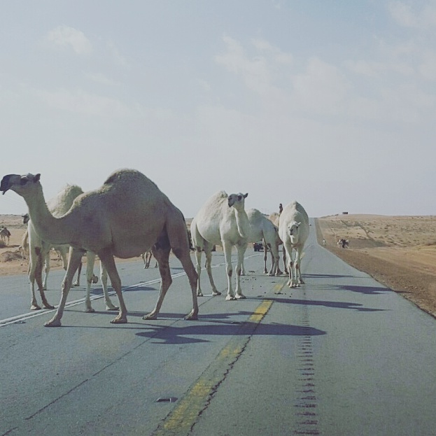 “المواطن” على طريق الرين.. 8 سلبيّات ومطالب عاجلة بالتدخُل!