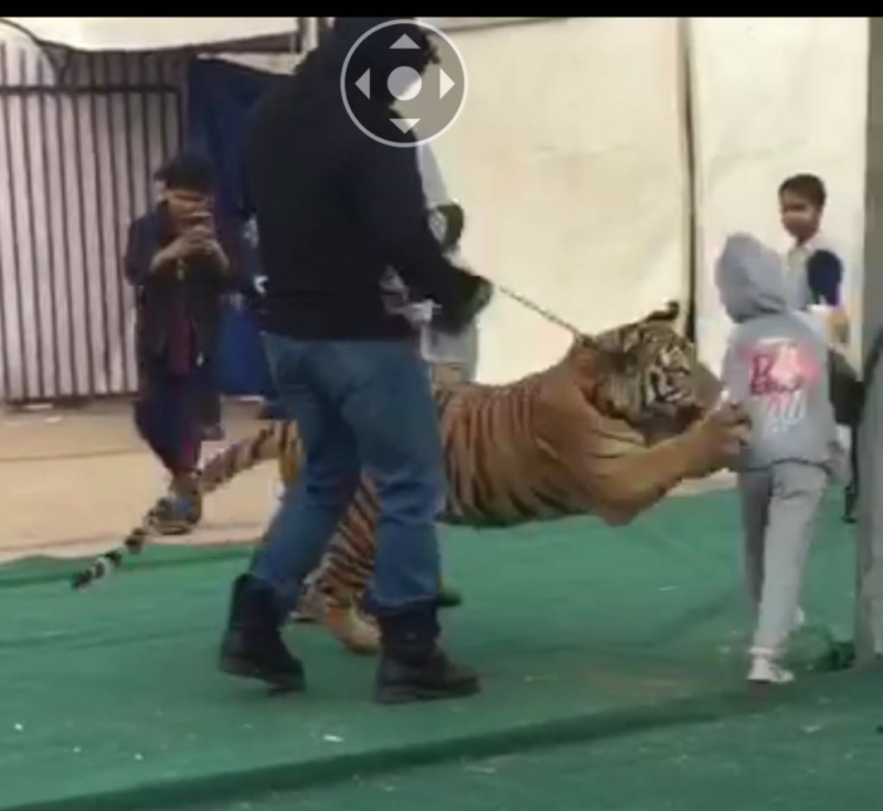 نمر يهاجم فتاة في سكاكا