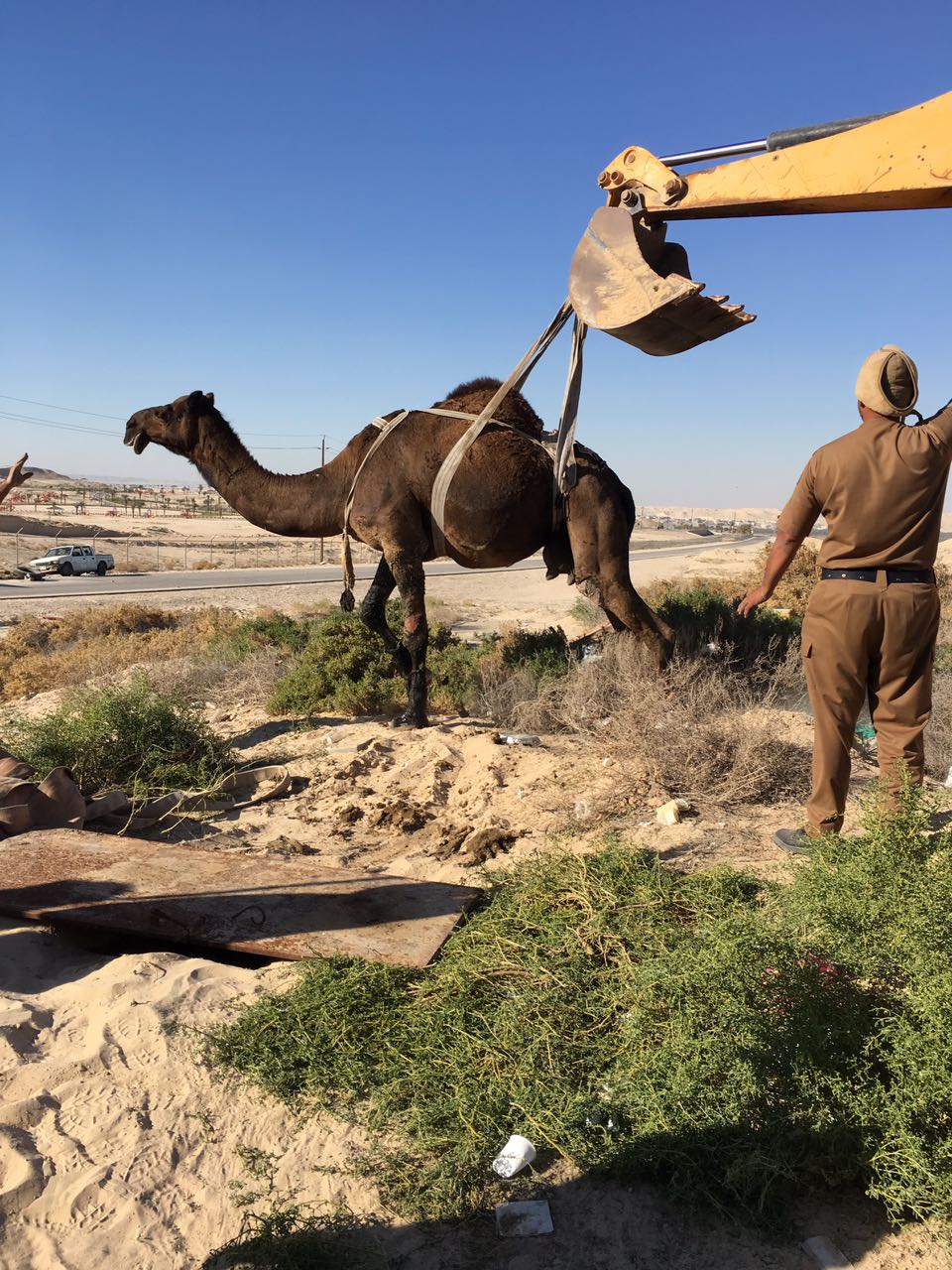 بالصور.. إنقاذ جمل سقط بغرفة صرف صحي بجبل الشعبة