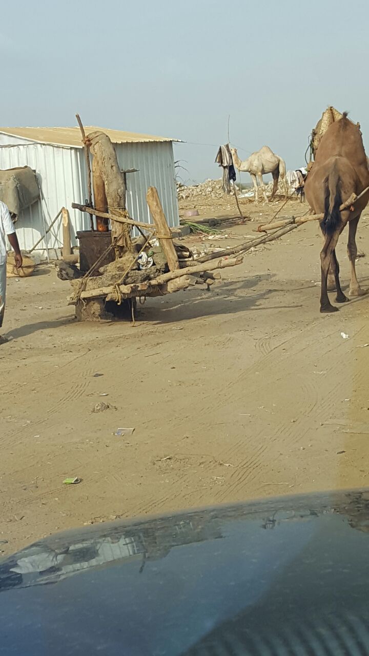 بالفيديو والصور.. تعذيب “سفينة الصحراء” في معاصر جازان مستمر!