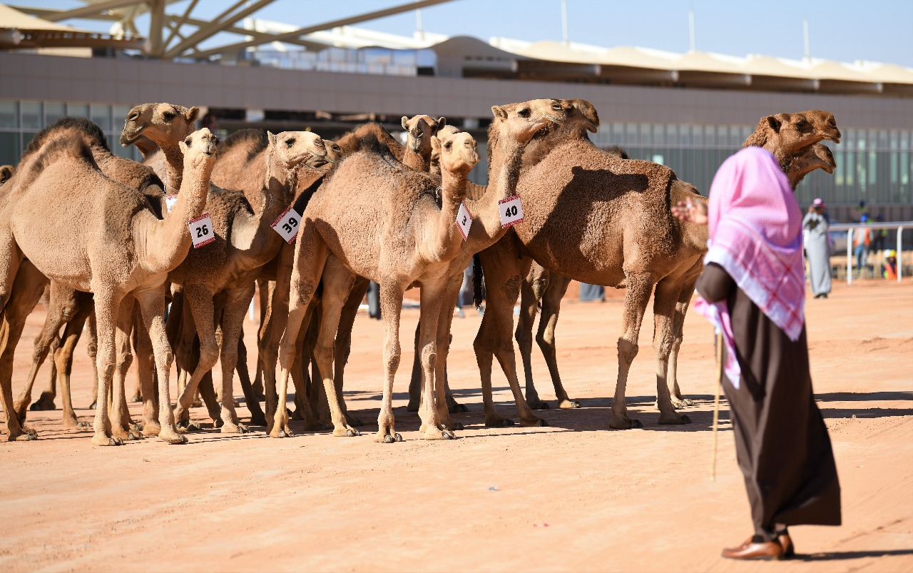 مهرجان الملك عبدالعزيز للإبل.. هكذا تجمع المملكة بين التقاليد والجمال