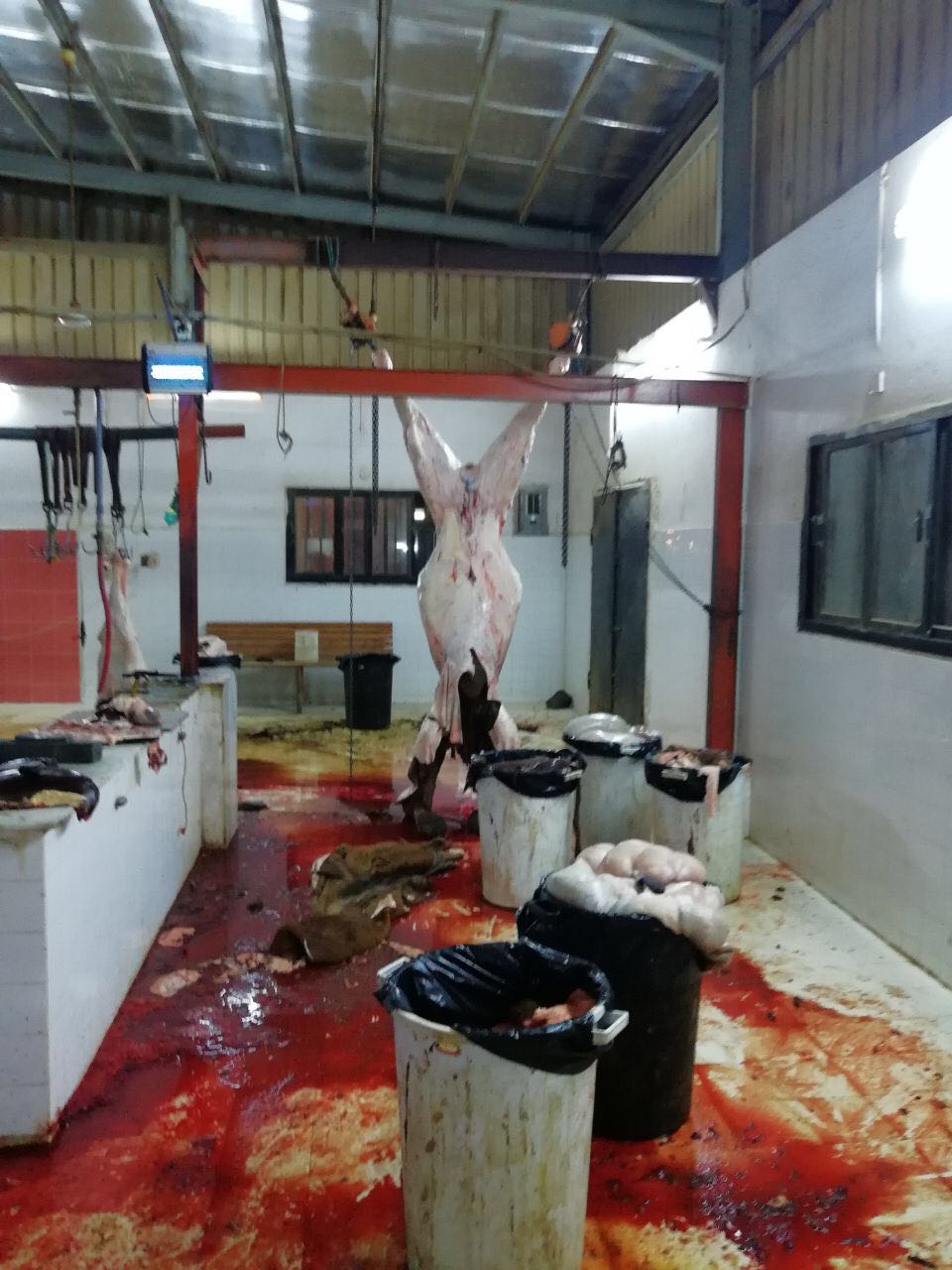 بالصور.. مداهمة مسلخ يذبح إبلًا مريضة على أنها لحم أبقار في القوز