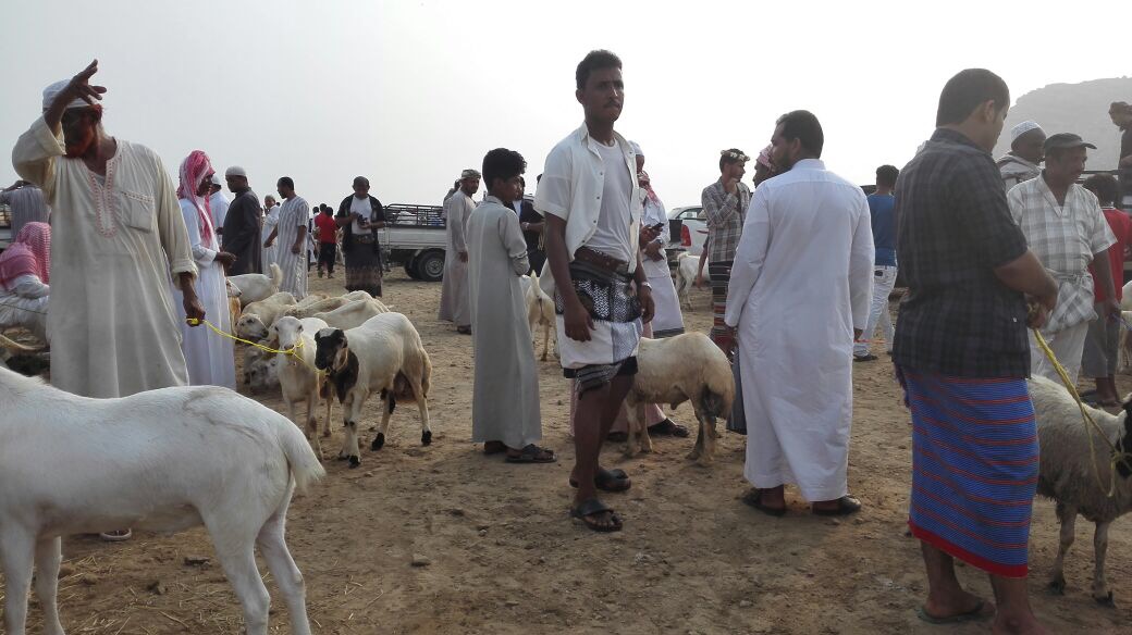 العيد والرواتب يشعلان أسعار الأضاحي في أسواق جازان