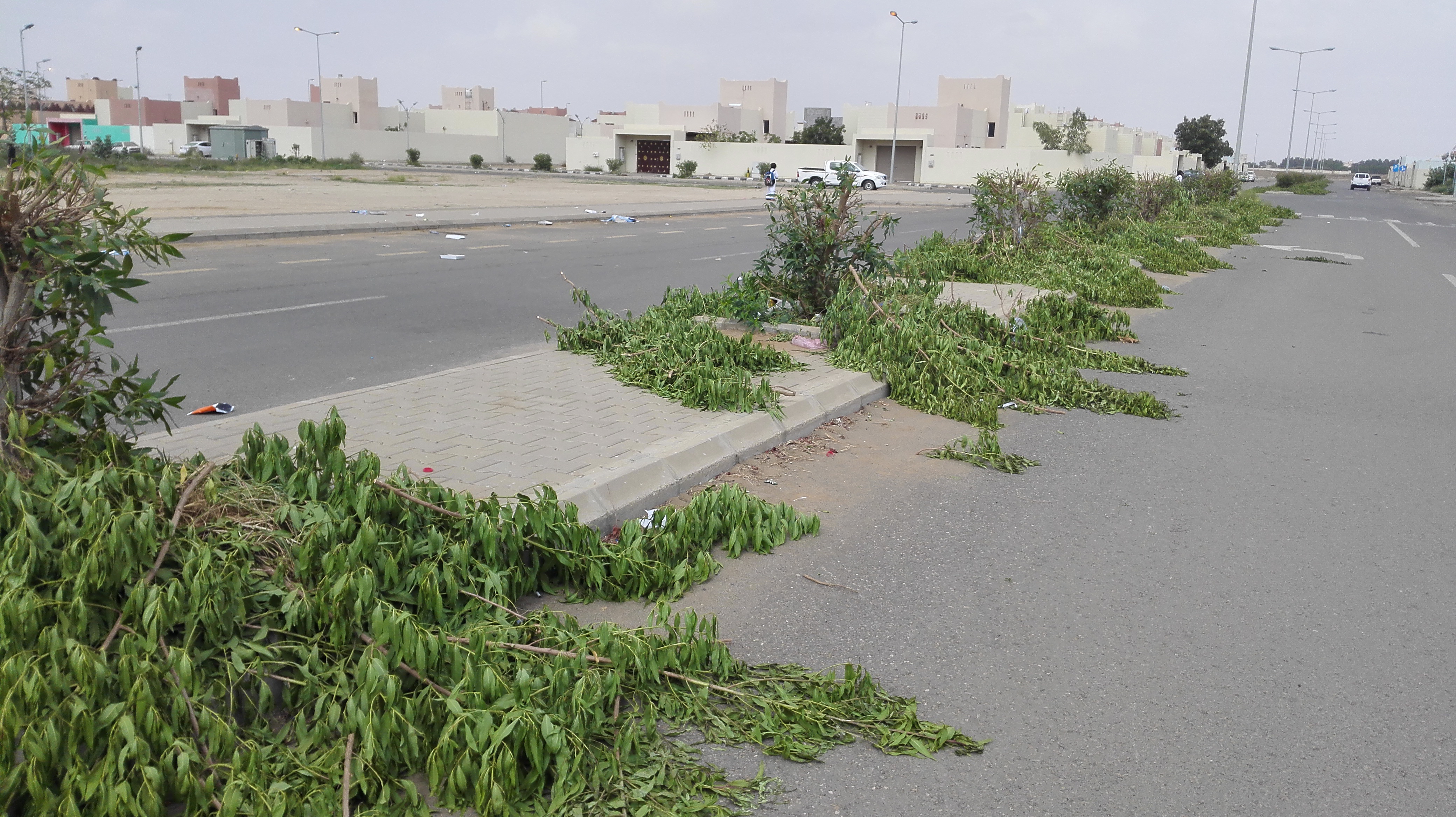 بالفيديو والصور.. “المواطن” توثق تناثر بقايا أشجار الزينة في شوارع صامطة