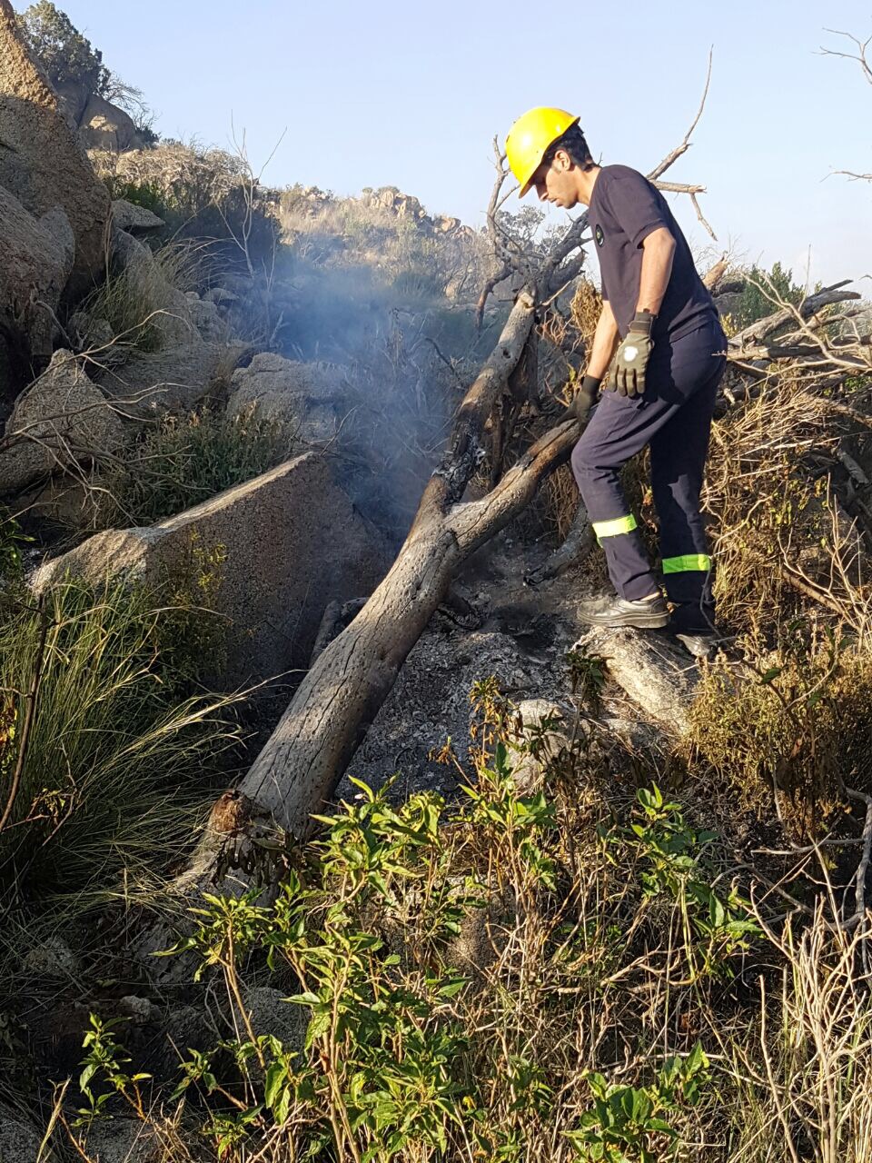 مدني تنومه يخمد حريقًا في أشجار روس شري بدون “آليات”