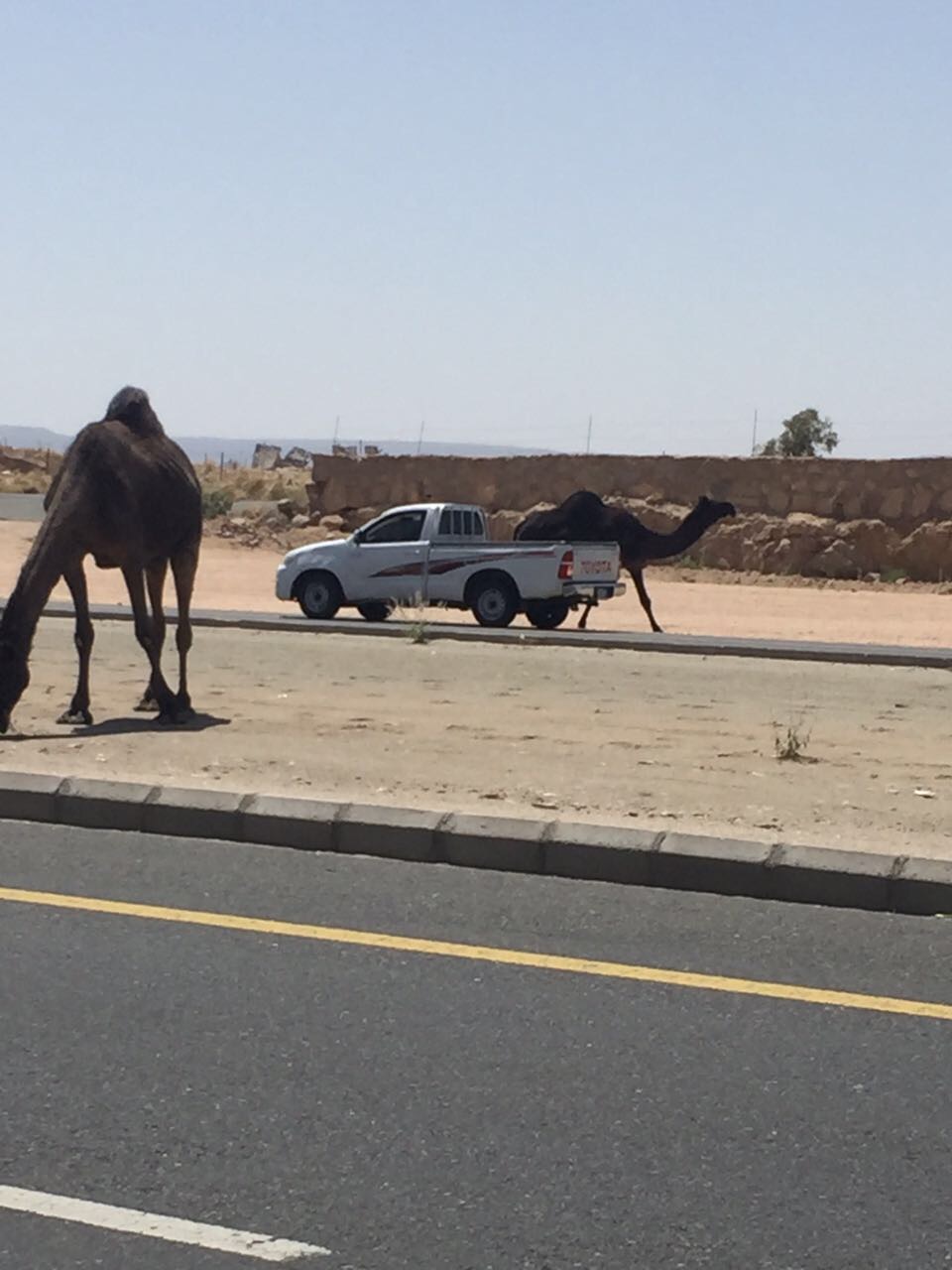 بالصور.. الجمال السائبة تضع حياة سالكي طريق الملك عبدالله السريع في خطر