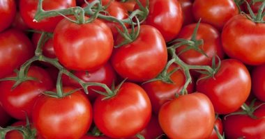ضبط 4 آلاف صندوق طماطم خارج الأسواق لبيعها بأسعار عالية بتبوك