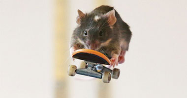 الفئران تمنع التهابات الرئة!