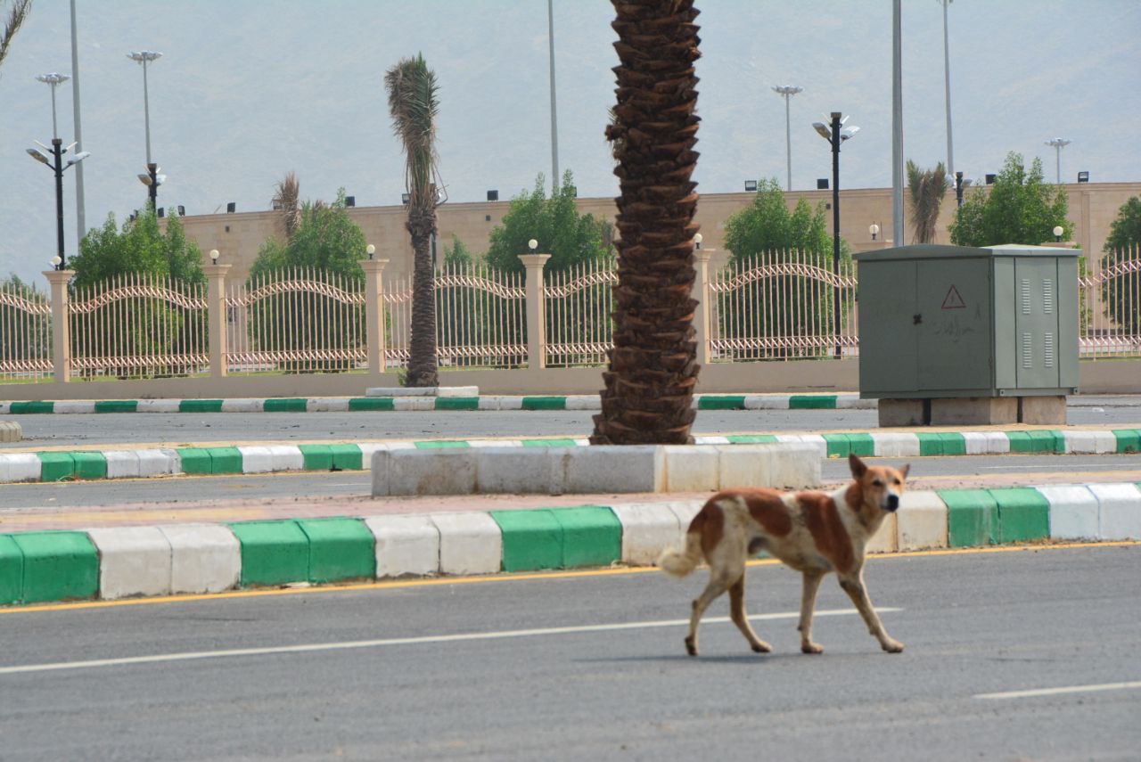 قطعان الكلاب الضالة تحاصر الأهالي في محايل