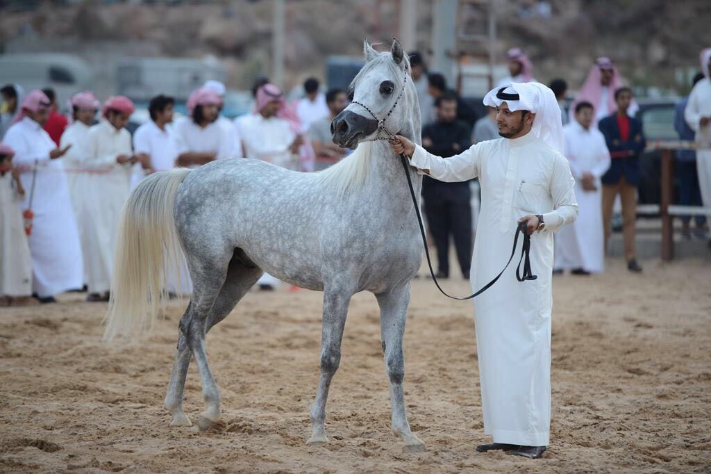 الأشقر ينتزع جائزة مهرجان أبها لجمال الخيل