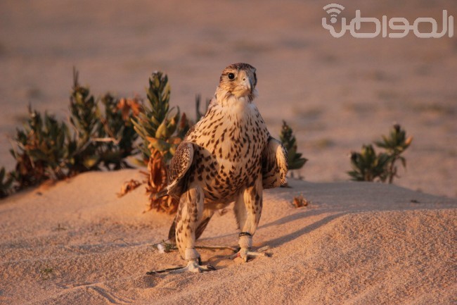 بالفيديو والصور.. القنص يبدأ بـ “هدد الهريسان”