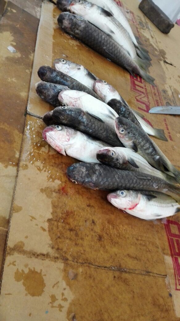 عمل القطيف يرصد 25 مخالفة في سوق السمك