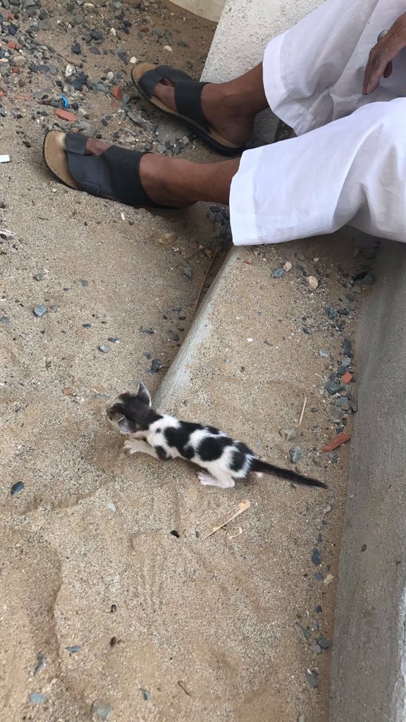 بالصور.. “منقذ القطة” يكشف تفاصيل عمله الإنساني لـ”المواطن”