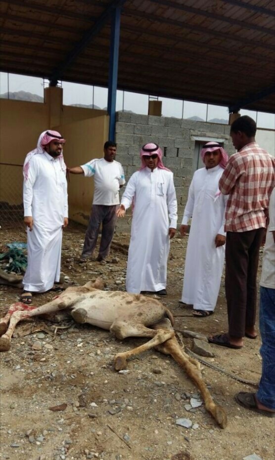 بلدية مركز بحر أبو سكينة تعثر على حاشي مريض مذبوح قبل بيعه
