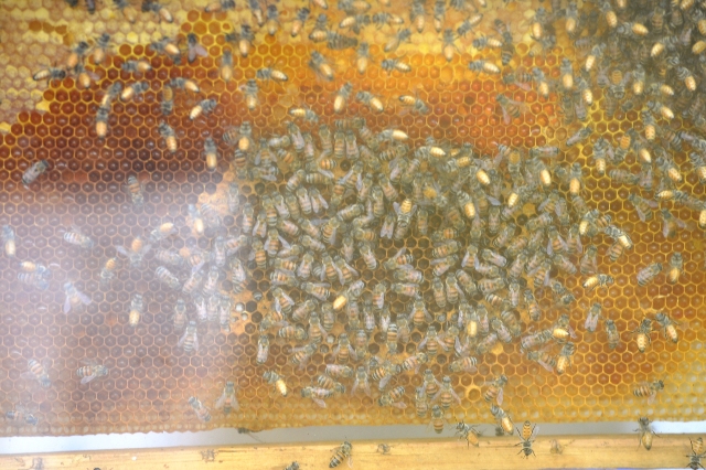 كيلو عسل النحل يساوي 45 بيضة و30 موزة و5 لتر لبن