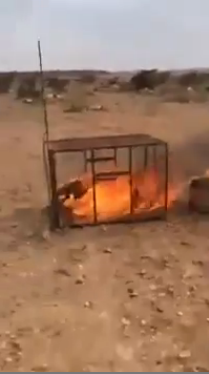 مقطع مستهجن.. مراهقون سعوديون يعذبون ثعلباً حرقاً حتى الموت
