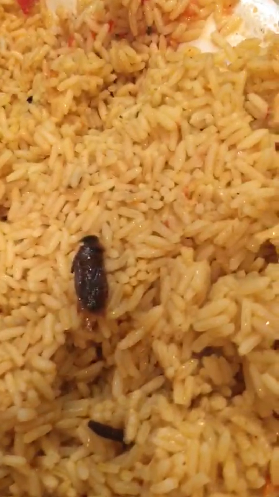 فيديو متداول.. مواطنون يعثرون على صرصور في وجبة غداء بمكة - المواطن