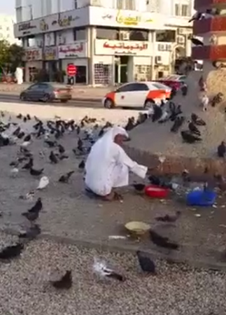 بالفيديو.. كويتي يطعم الطيور يومياً منذ عامين