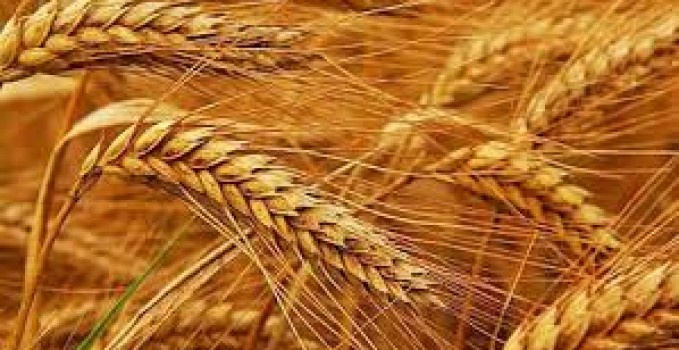 السعودية تشتري 590 ألف طن من القمح الصلد واللين