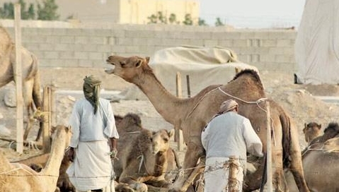 ناقة تثير الذعر في مركزي السهي والموسم