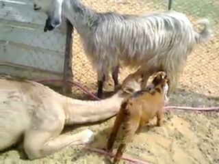 بالفيديو.. “حاشي” يشارك صغار الماعز في الرضاعة من أمهم