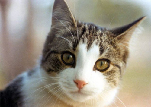 قطة “خارقة” تنجو بعد تعرضها للدهس وطلقات نارية