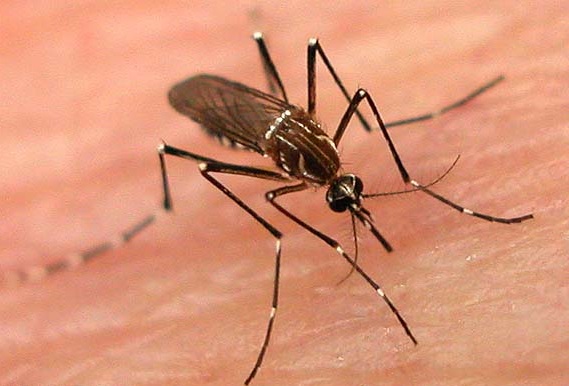 العلماء يواجهون الملاريا ببعوض معدلٍ وراثيًّا