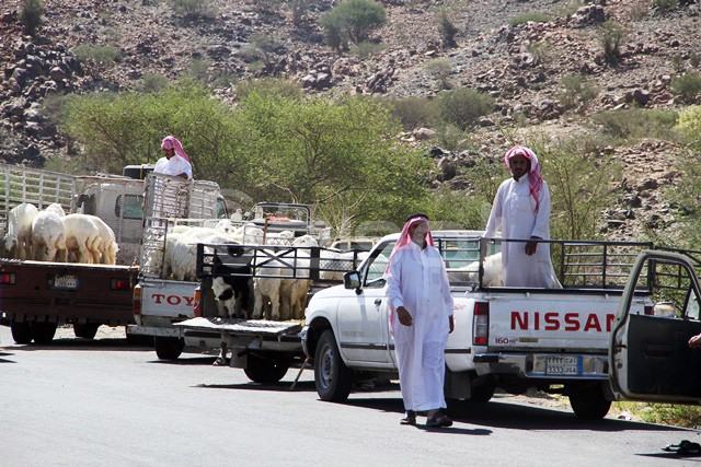 بالصور.. شباب سعودي يعرض الأضاحي بأسعار مناسبة