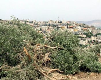 مستوطنون يقتلعون 100 شجرة زيتون بإحدى قرى نابلس
