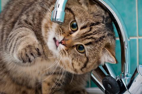 القطط قادرة على شرب ماء البحر